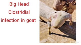 Big Head Disease Clostridial infection in goat [upl. by Adriaens]