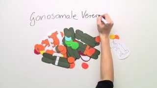 Gonosomaler Erbgang Biologie  Biologie  Genetik [upl. by Adnor]