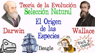 🐚Teoría de la Evolución Darwin y Wallace🔍 Fácil y Rápido  BIOLOGÍA [upl. by Marlette]