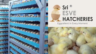 The Amazing Full process of Modern Chicks Hatchery  Hatchery Farming Technology  ibusinesszone [upl. by Battat637]