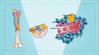 Hematopoyesis [upl. by Rabma]