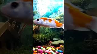 Water sounds for sleeping  Aquarium asmr  asmr sleep aquarium relax fish [upl. by Arnon]