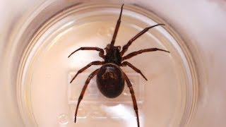 False widow spiders what you need to know [upl. by Enairda957]