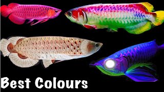 Best Colour AROWANA FISH Collection in The World  PART 2 [upl. by Minardi]