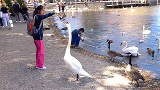 Come watch tourists feed the Swans  Lake Windermere Lake District England [upl. by Marielle]