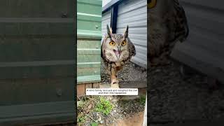 A kind family rescued and adopted the owl and then this happened animalshorts owl [upl. by Labannah]