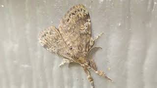 tussock moth trying to blend in on my wall of my home part 1 [upl. by Amato]