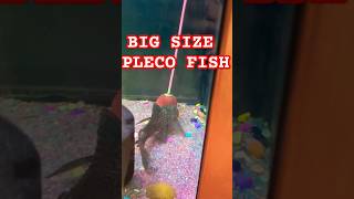 BIG SIZE PLECO FISHplecofishviralvideosuckercuteparrotshortsringneckparrotaquariumlifepet [upl. by Aicnetroh853]