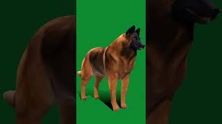 Belgian Shepherd Tervuren Dog shepherd dog animals 3d game pet nyilonelycompany [upl. by Ahsayn380]