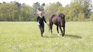 Loswerken met paard op het veld [upl. by Hairej]