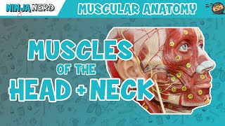 Muscles of the Head amp Neck  Anatomy Model [upl. by Odlanier]