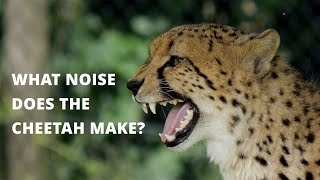 What Noise Does the Cheetah Make  Mother Cheetah Sounds Like a Bird Chirping Calling Its Cubs [upl. by Ultan798]