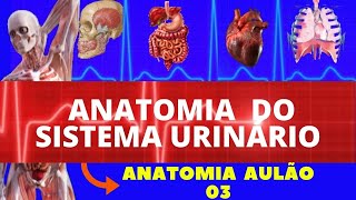 ANATOMIA COMPLETA DO SISTEMA URINÁRIO ANATOMIA HUMANA  SISTEMA EXCRETOR ANATOMIA [upl. by Aihcropal]