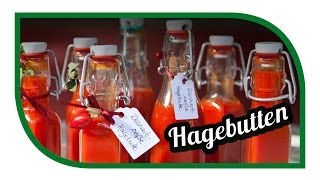 Hagebutten verarbeiten  Hagebuttenmus einmachen einkochen [upl. by Navi]