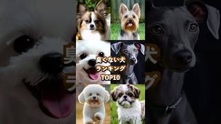 臭くない犬ランキング TOP10 [upl. by Rodney]