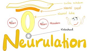 Embryology of Nervous System  Neurulation  Neural Tube amp Neural Crest [upl. by Trueblood507]