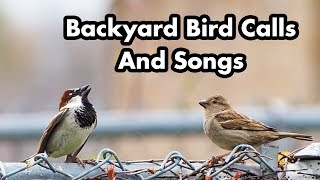 Backyard Bird Calls And Songs 1  In Ontario  Bird Sounds and Chirps  Wild Bird Video Compilation [upl. by Eninnej]