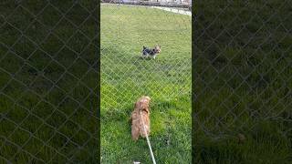 Behind the Fence Does it Affect Dog Relationships [upl. by Adnaluoy]