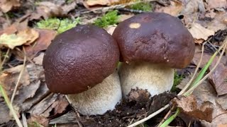 Finland legendary Forest 🍄‍🟫 funghiporcini fungi nature mushroom northpolemushroom [upl. by Huff]