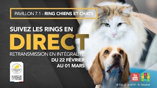 Ring Chiens et Chats 27022020 [upl. by Light]