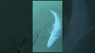 SPEARFISHING TRANSKEI MAGIC [upl. by Sean554]