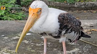 Painted stork Bird Need time to rest [upl. by Dinah710]