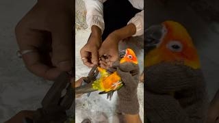 Sun Conure Birds ko ring 💍 phena deya ag 🦜 mini vlogs with birds shortsfeed birds sunconure [upl. by Kasey]