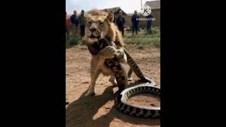 Animal Lion Catcow fight with snakeFantastic video🐉🦁🐄🐈 [upl. by Ardnama]