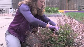 How to Prune an Anthony Waterer Spirea Shrub with Dieback [upl. by Nirb]