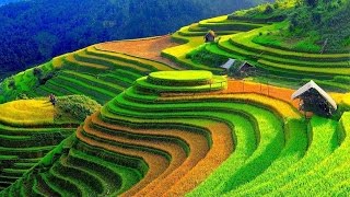 Wonderful Rice Terrace Fields in Mu Cang Chai  Vietnam [upl. by Thordis]