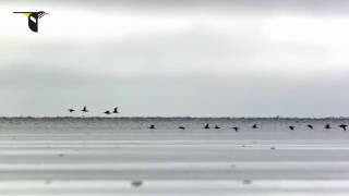 Migrating Hudsonian Godwits [upl. by Remington157]