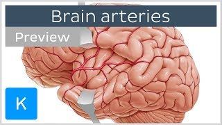 Arteries of the brain lateral and medial views preview  Human Neuroanatomy  Kenhub [upl. by Cenac]