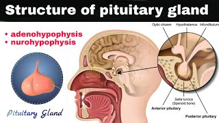 what is pituitary gland   adenohypophysis  nurohypophysis  histology of pituitary gland [upl. by Hadden842]