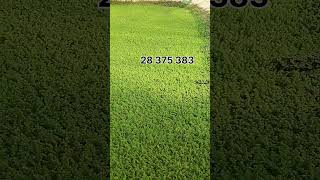 azolla اكسبلور مشروع farming أزولا agriculture أغنام ترند مربيالحماموالدجاج [upl. by Enilrek]