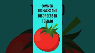 Common diseases and disorders in Tomato cultivation [upl. by Haduhey]