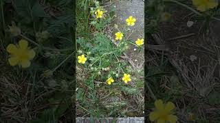 Hoary Cinquefoil Silver Cinquefoil Silvery Cinquefoil SilverLeaf Cinquefoil Potentilla Argentea [upl. by Nevs483]