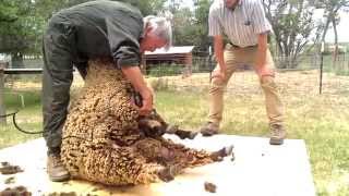 Sheep Shearing with David Lynch [upl. by Pappas396]