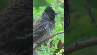 A Red vented bulbul enjoys a Winged Termite feast [upl. by Gehman]