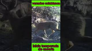 Temporada de venado colablanca naturaleza wildlife venados [upl. by Alur]