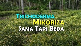 PERBEDAAN MIKORIZA DAN TRICHODERMA [upl. by Keith]