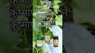 कूष्माण्ड Benincasa hispida ayurveda bams bamsstudents medico medico medicine [upl. by Carmencita]