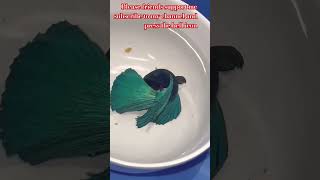 betta bettafish aquarium fish bettabreedingtank pets petfish petsvlog [upl. by Judon]