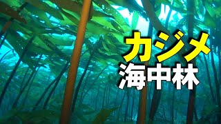 【 カジメ 】海の森林 Ecklonia cava [upl. by Nesyla]