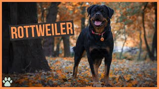 La race de chien Rottweiler [upl. by Puri]