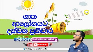 photomorphogenesis shaka alokayata dakwana prathichara ශාක ආලෝකයට දක්වන ප්‍රතිචාර [upl. by Ahsakat]