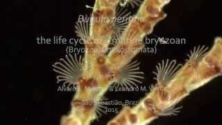 Bugula neritina  the life cycle of a marine bryozoan [upl. by Duky]