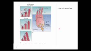 OSSM Neuro Chapter 11  Sound Transduction [upl. by Sirkin351]