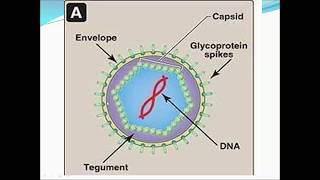 Herpes simplex virus types 1 2  3  4 [upl. by Kronfeld]