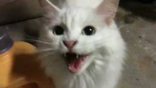 Deaf cat meows for food [upl. by Calise]