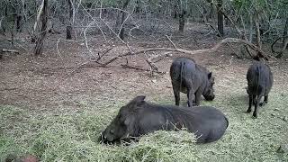 Warthogs feeding on lucern [upl. by Ahsinom525]